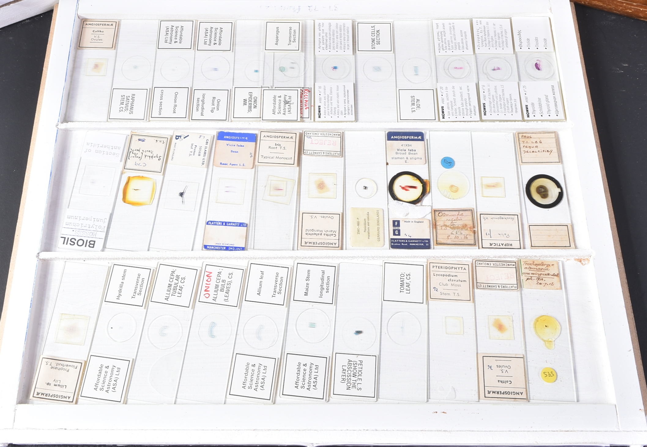 LARGE & EXTENSIVE BECK CABINET MICROSCOPE SLIDE COLLECTION - Image 50 of 101