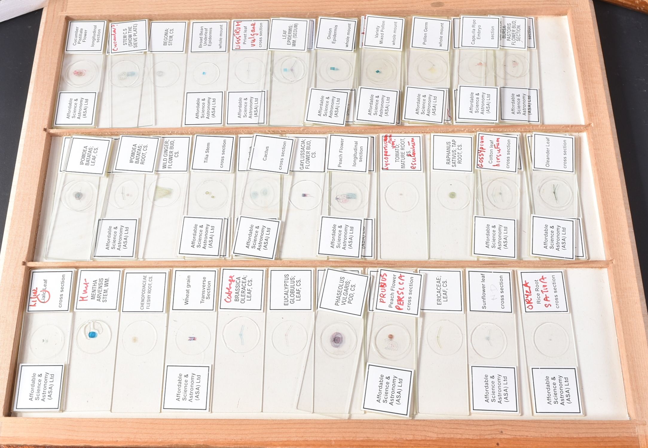 LARGE & EXTENSIVE BECK CABINET MICROSCOPE SLIDE COLLECTION - Image 38 of 101