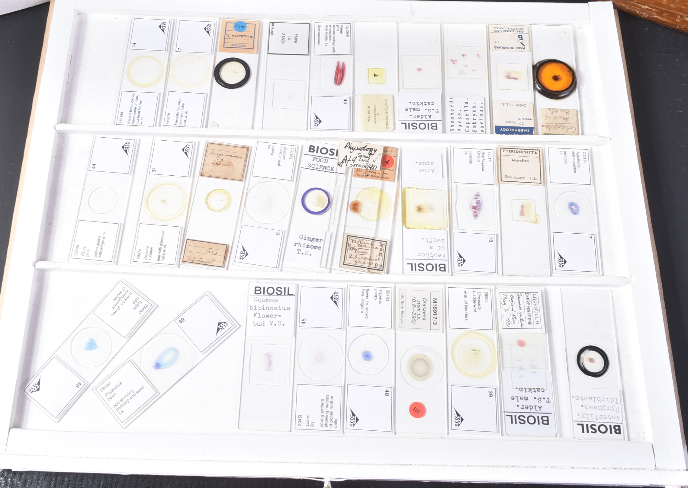 LARGE & EXTENSIVE BECK CABINET MICROSCOPE SLIDE COLLECTION - Image 53 of 101