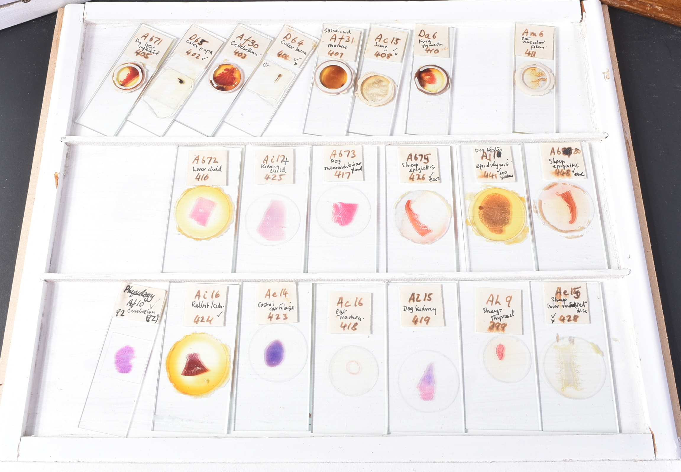 LARGE & EXTENSIVE BECK CABINET MICROSCOPE SLIDE COLLECTION - Image 58 of 101
