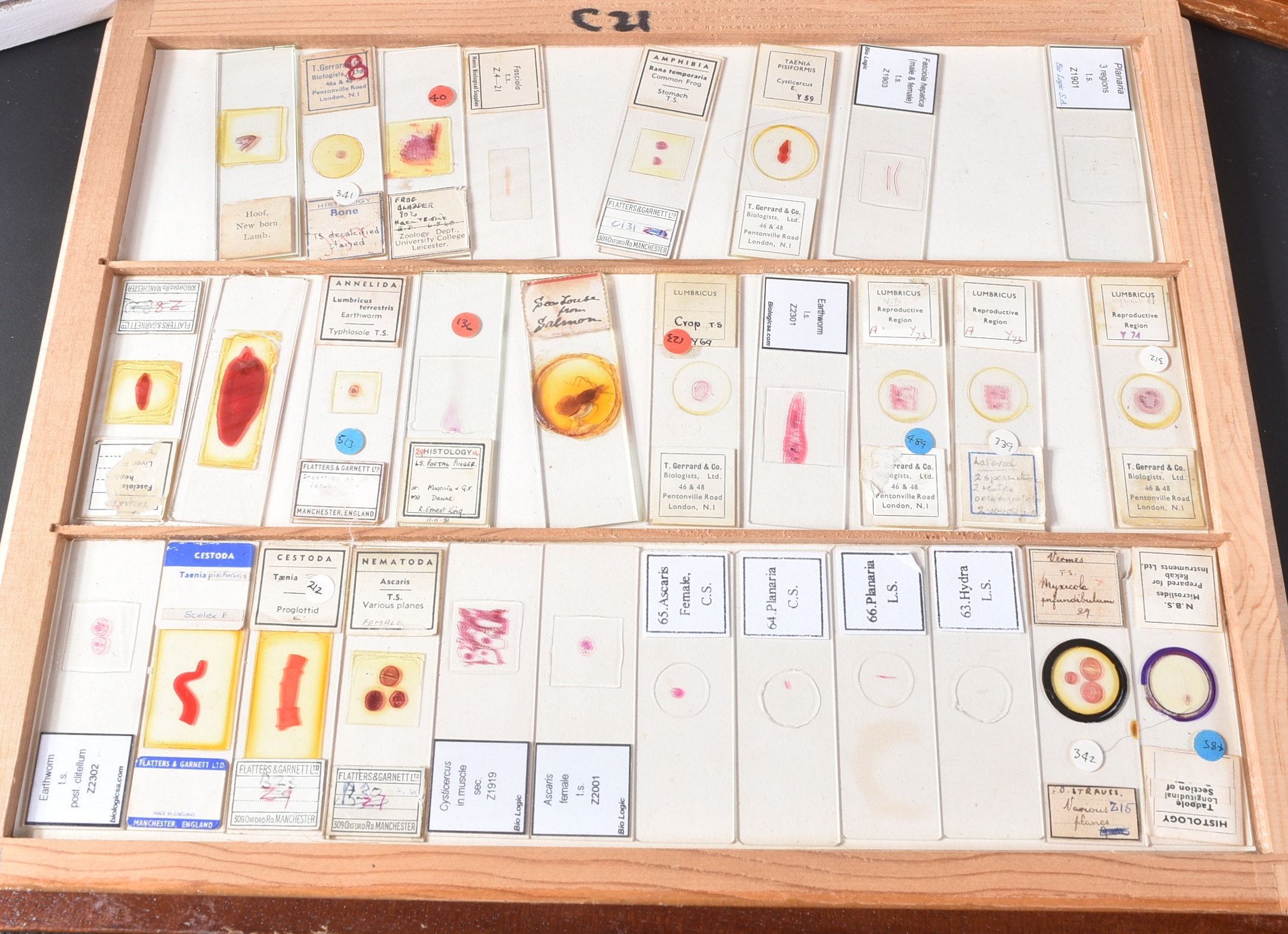 LARGE & EXTENSIVE BECK CABINET MICROSCOPE SLIDE COLLECTION - Image 37 of 101