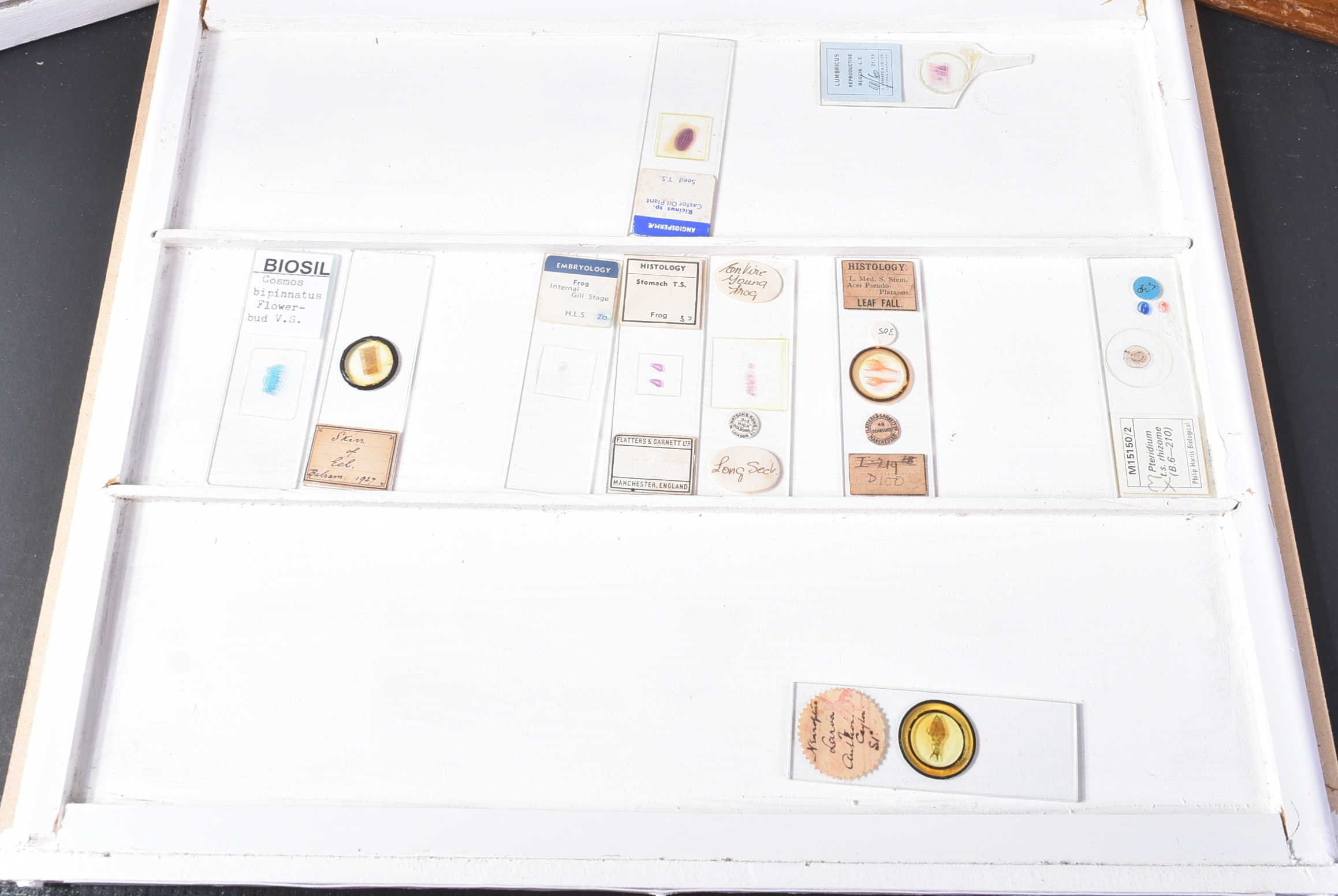 LARGE & EXTENSIVE BECK CABINET MICROSCOPE SLIDE COLLECTION - Image 59 of 101