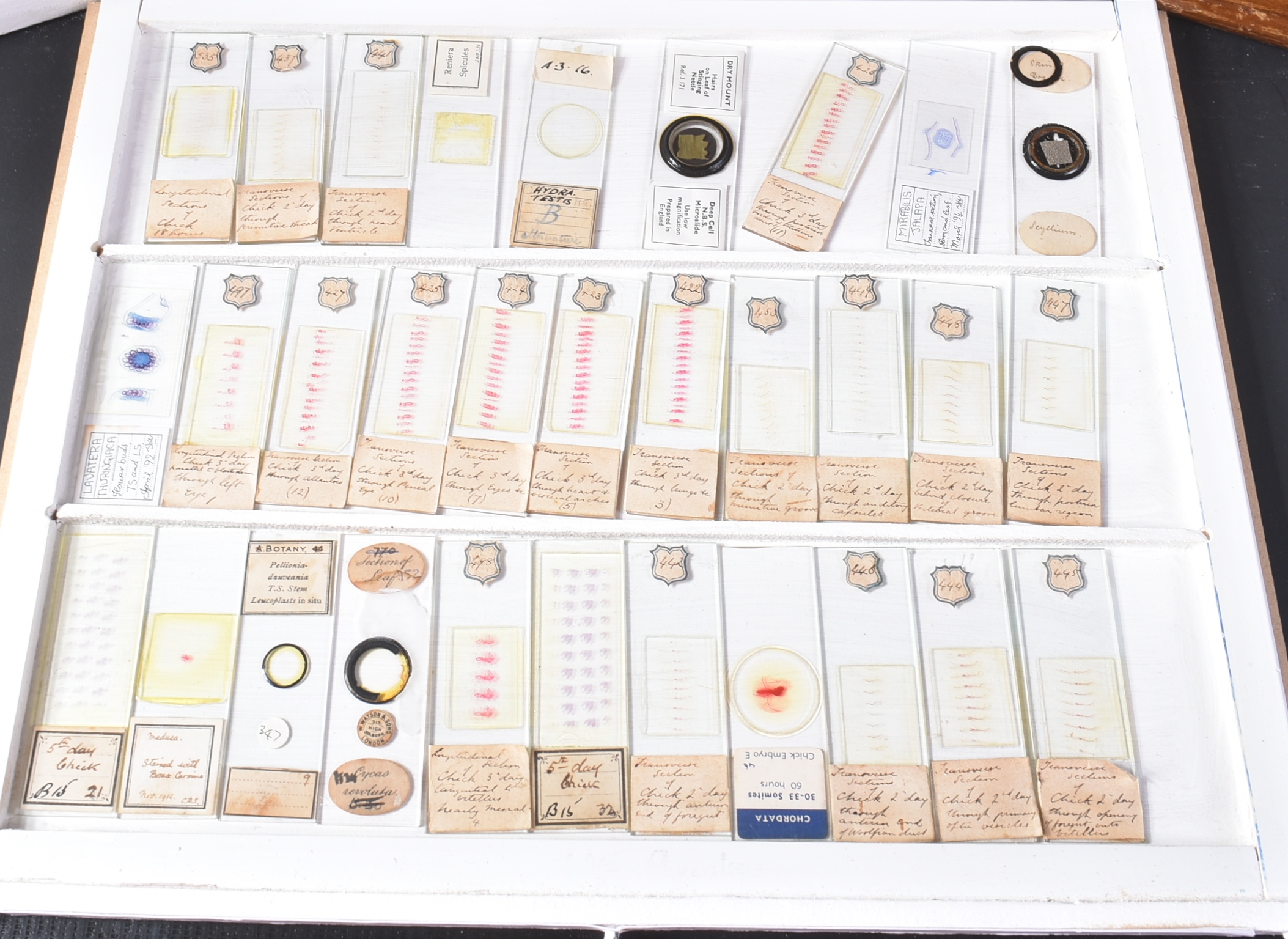 LARGE & EXTENSIVE BECK CABINET MICROSCOPE SLIDE COLLECTION - Image 54 of 101