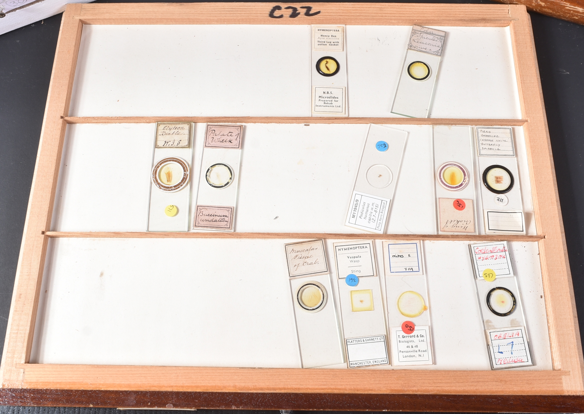 LARGE & EXTENSIVE BECK CABINET MICROSCOPE SLIDE COLLECTION - Image 33 of 101