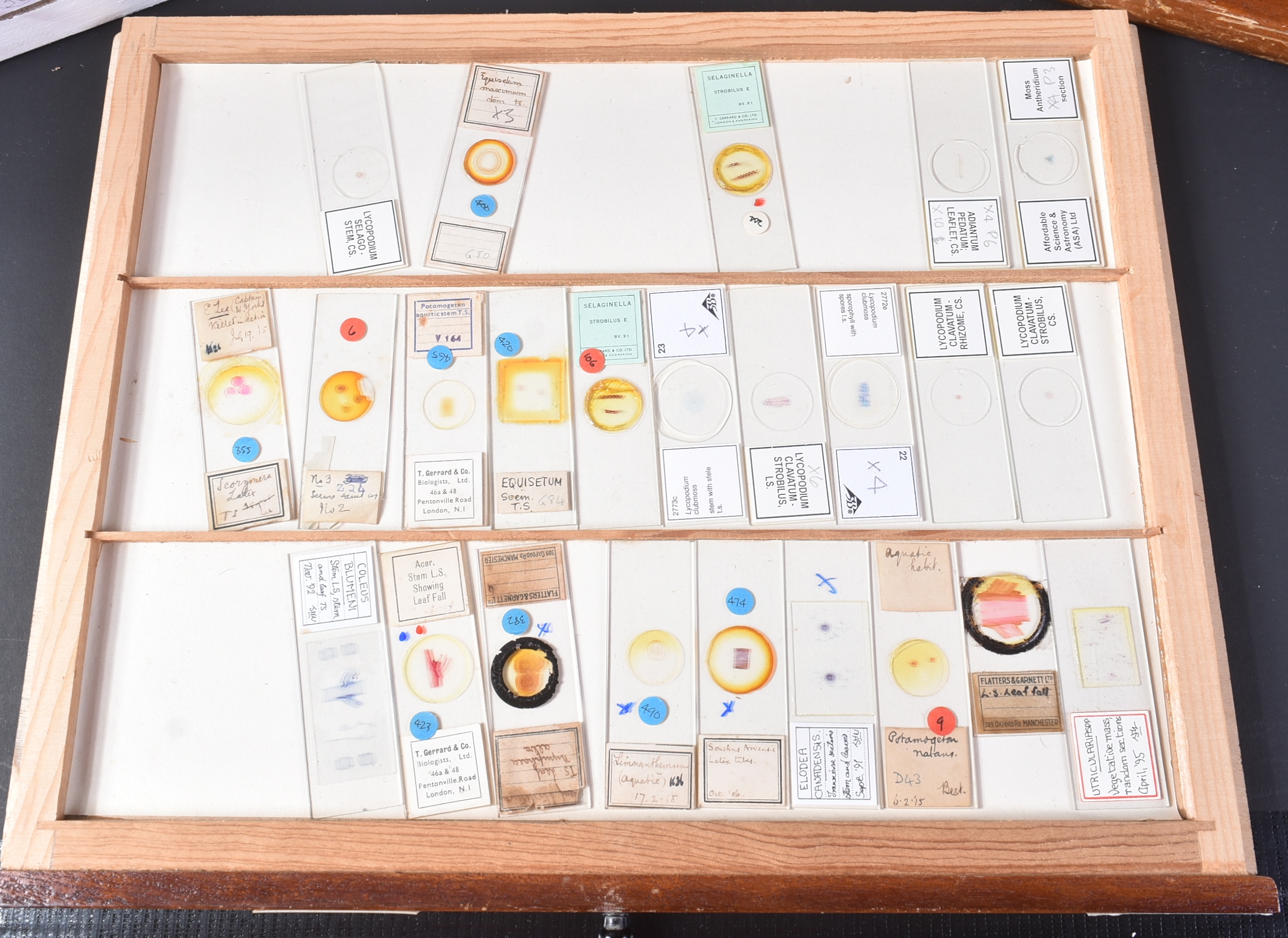 LARGE & EXTENSIVE BECK CABINET MICROSCOPE SLIDE COLLECTION - Image 20 of 101