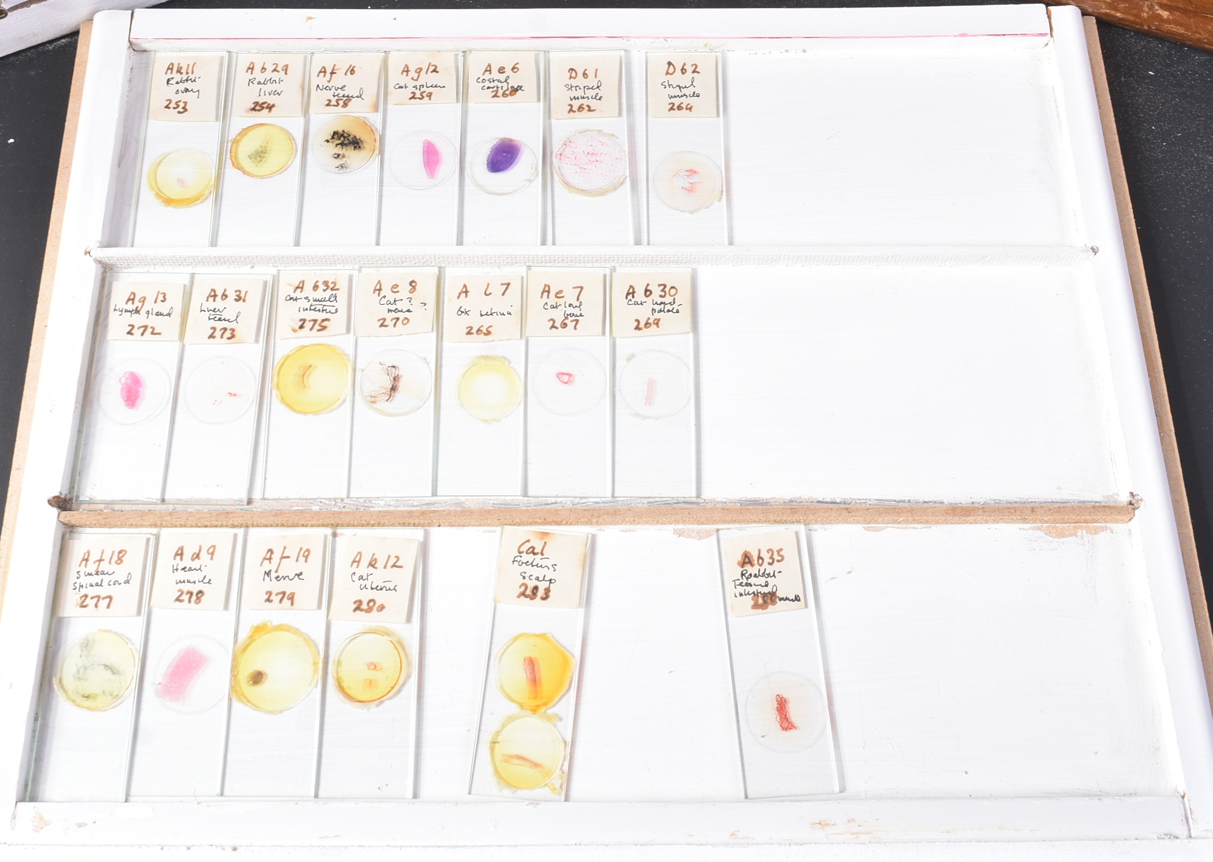LARGE & EXTENSIVE BECK CABINET MICROSCOPE SLIDE COLLECTION - Image 94 of 101