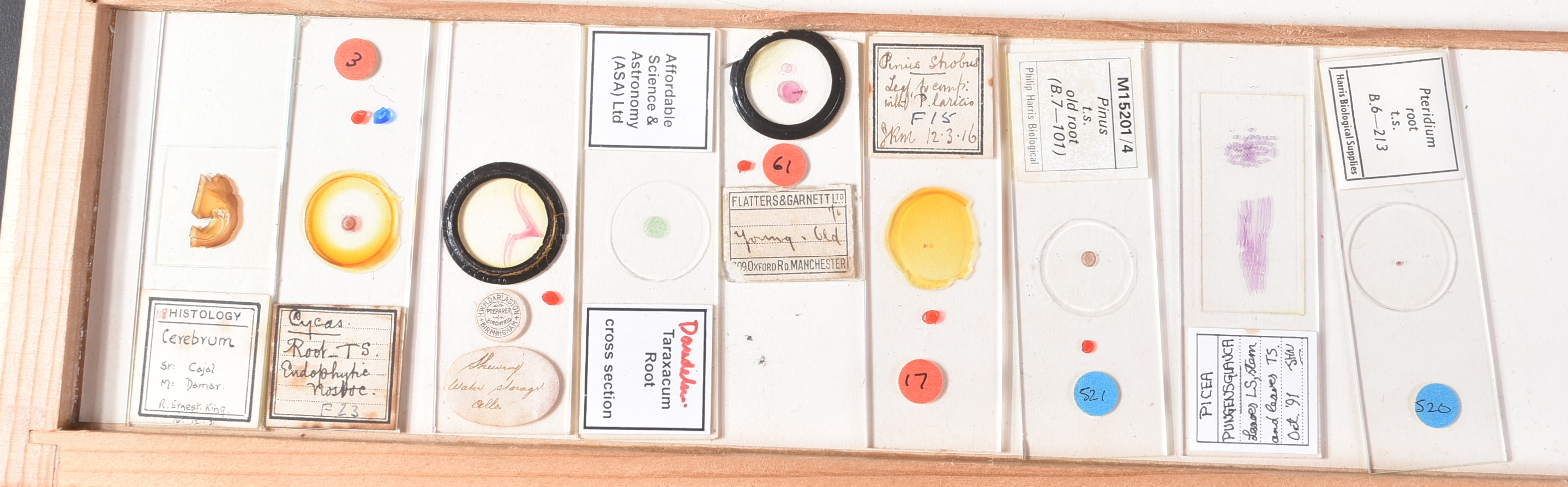 LARGE & EXTENSIVE BECK CABINET MICROSCOPE SLIDE COLLECTION - Image 18 of 101