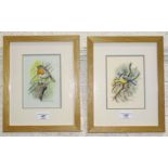 Robin Armstrong, 'Robin', signed watercolour, 16.5 x 11.5cm and a companion, 'Blue Tit', a pair, (