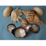 Two large Nautilus shells, 15 x 13cm, a Tutufa Rubeta conch shell, 35cm and others.