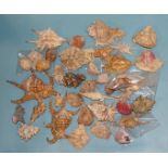 A collection of shells, including spider conch (Arthritica), yellow conch, Tonna Luteostoma and