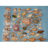 A collection of eight shells, Voluta Harpolina Lapponica (x4), Conus Textile (x4) and others.