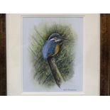 Robin Armstrong (20th century) STUDY OF A KINGFISHER PERCHED ON A BRANCH Signed watercolour, 25 x