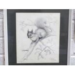 Marjorie Blamey, 'Red Squirrel', a signed and titled pencil sketch, 29 x 24cm and a small collection