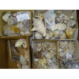 A collection of sea shells, including tropical, European and Comoro Islands, (Provenance: Dr Quentin