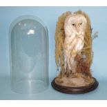 A taxidermied barn owl under glass dome, on circular base, 39cm high overall.