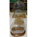 A glass dome, internal measurements 31cm wide, 33cm high, 12.5cm deep, on modern wood stand, and two