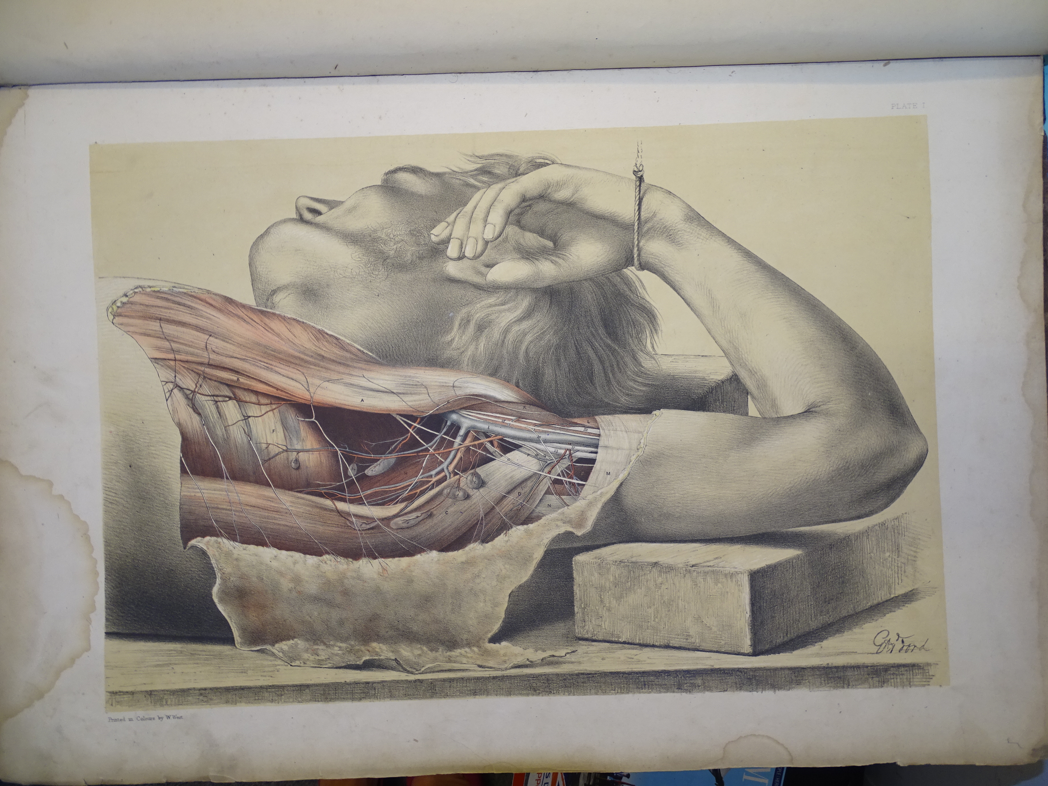 Ellis (George Viner) & Ford (G H), Illustrations of Dissections in a Series of Original Coloured - Image 5 of 9