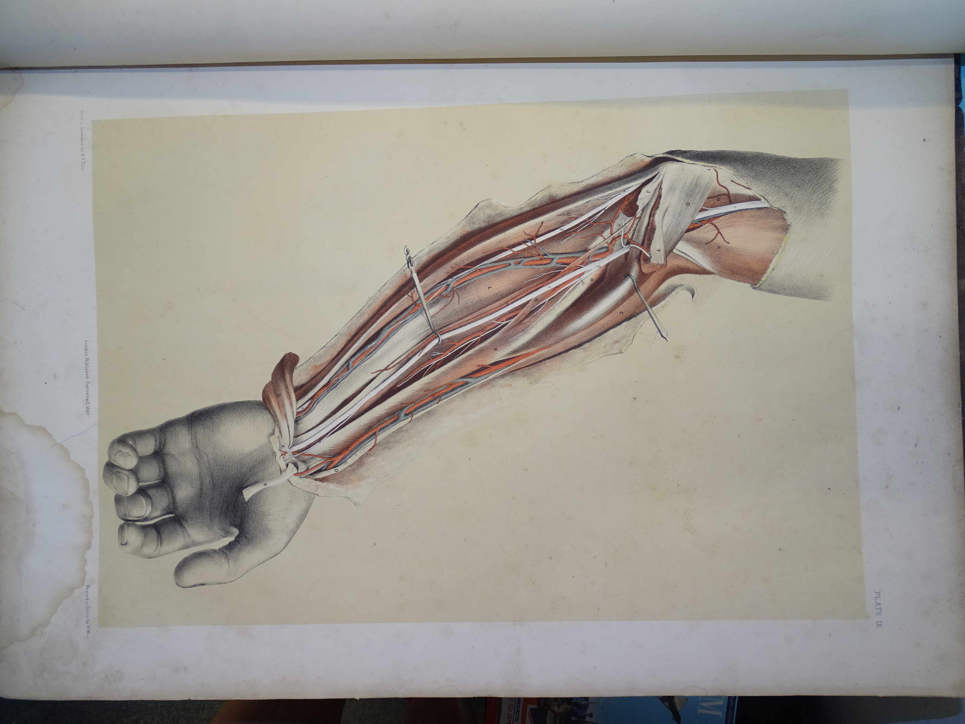 Ellis (George Viner) & Ford (G H), Illustrations of Dissections in a Series of Original Coloured - Image 4 of 9