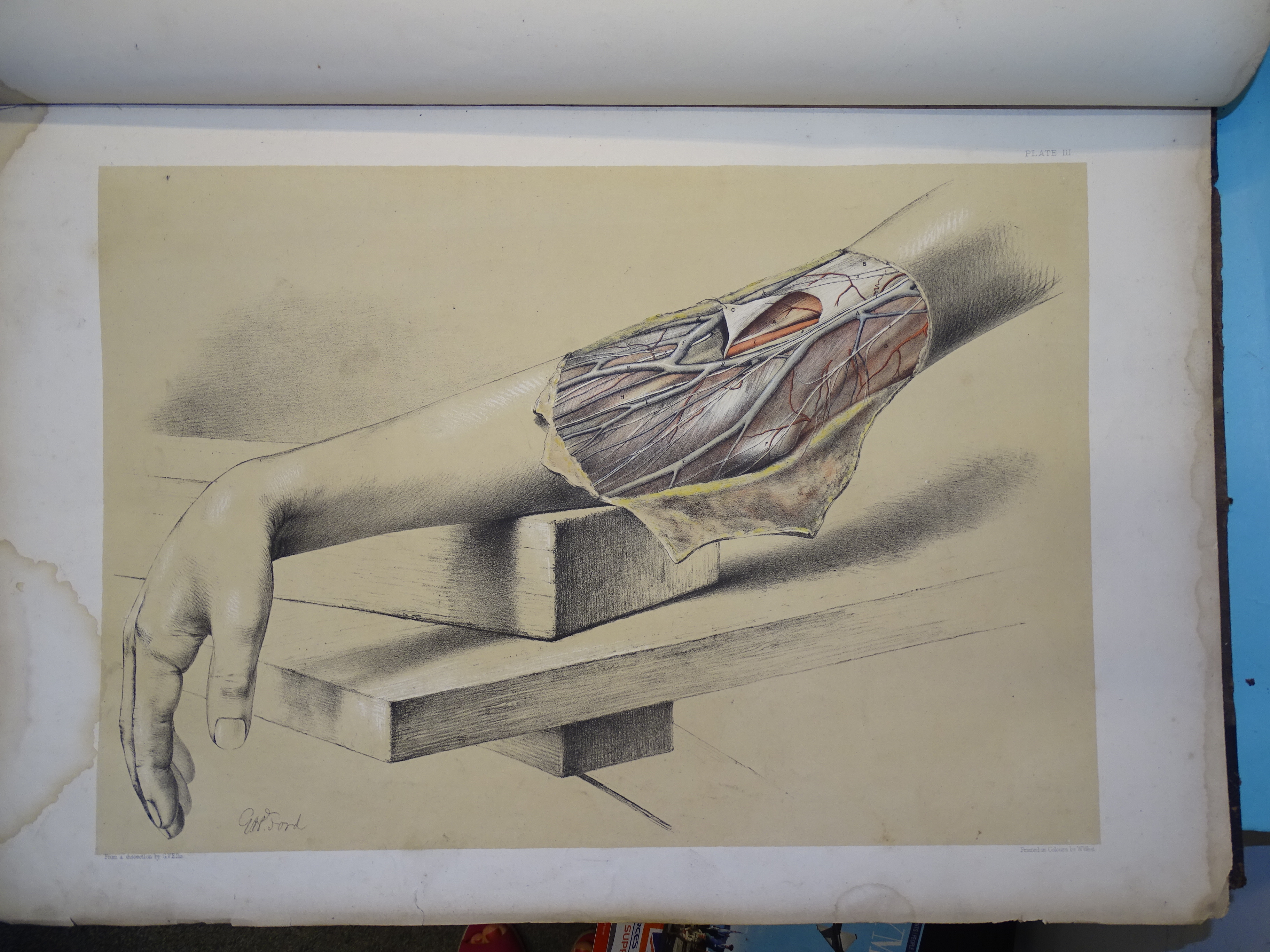 Ellis (George Viner) & Ford (G H), Illustrations of Dissections in a Series of Original Coloured - Image 2 of 9
