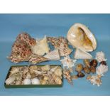 A collection of sea shells from Mauritius and other Indian Ocean locations.