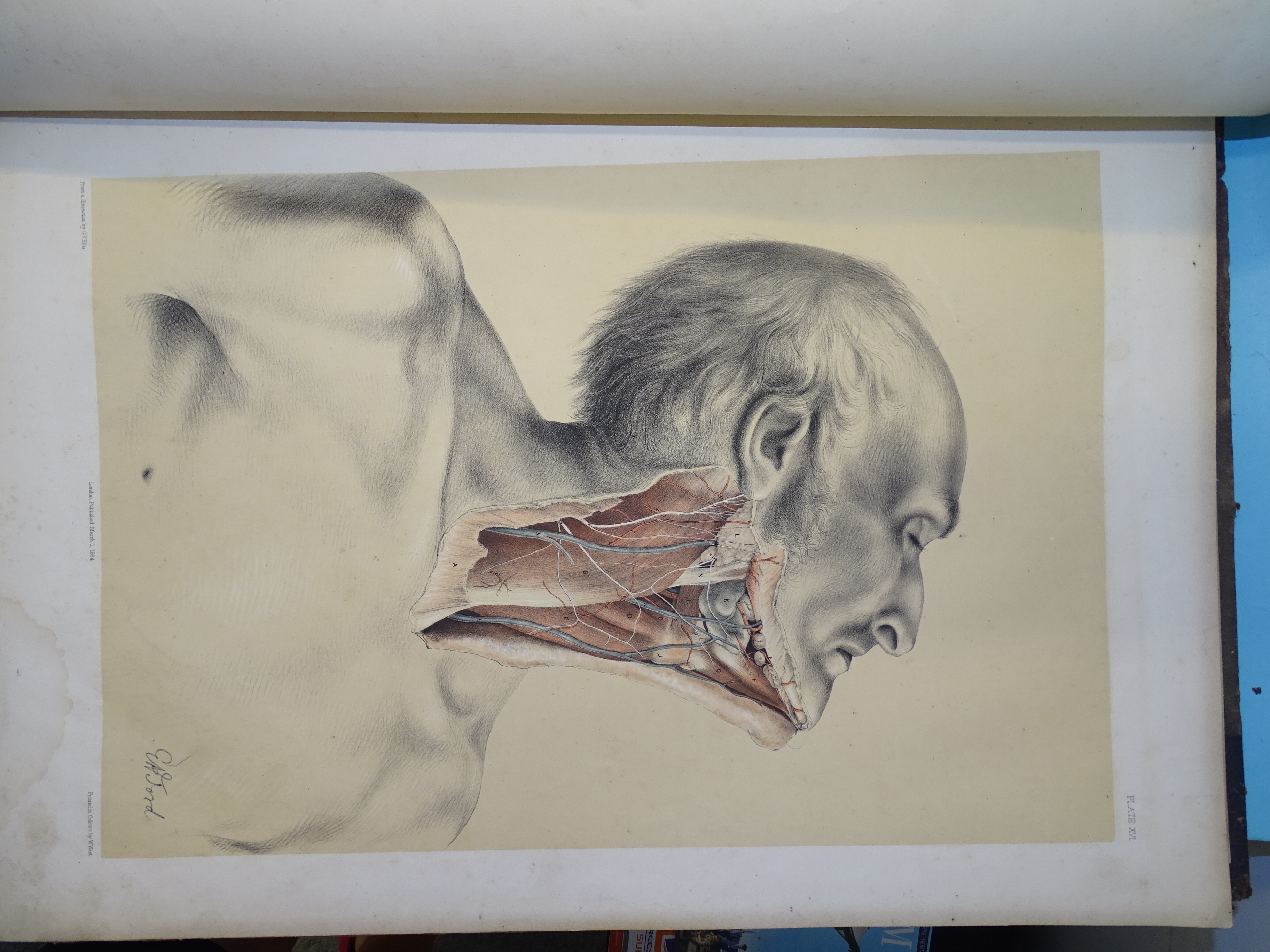 Ellis (George Viner) & Ford (G H), Illustrations of Dissections in a Series of Original Coloured