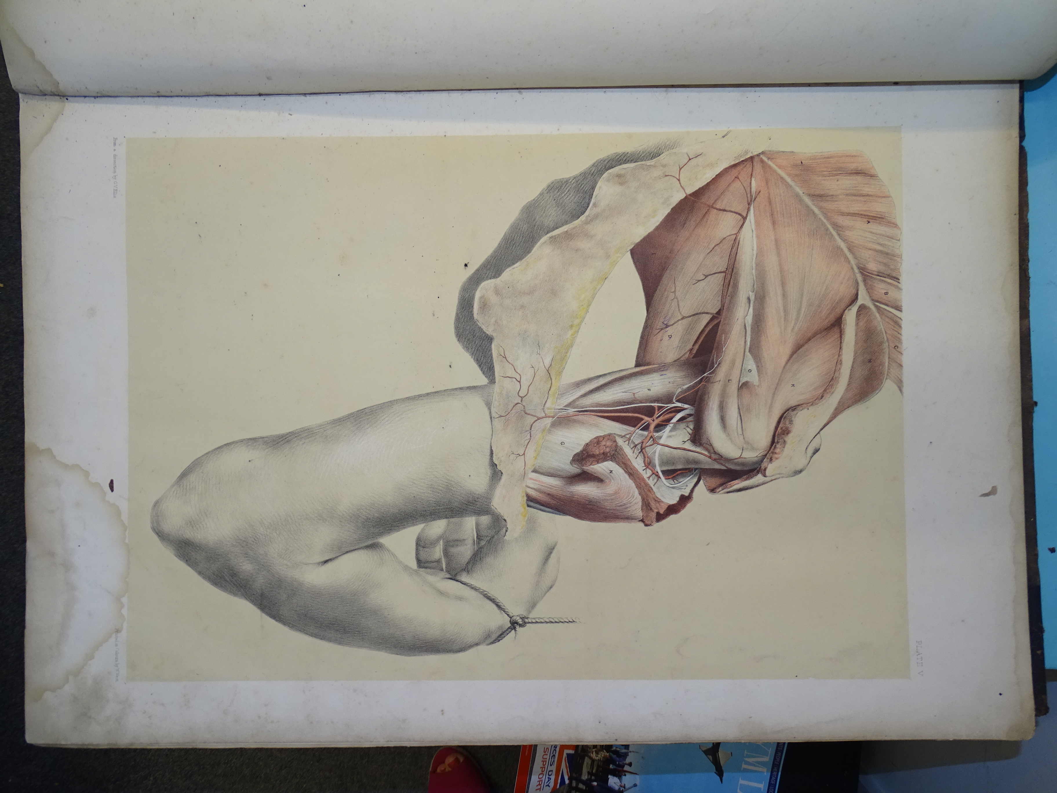 Ellis (George Viner) & Ford (G H), Illustrations of Dissections in a Series of Original Coloured - Image 3 of 9