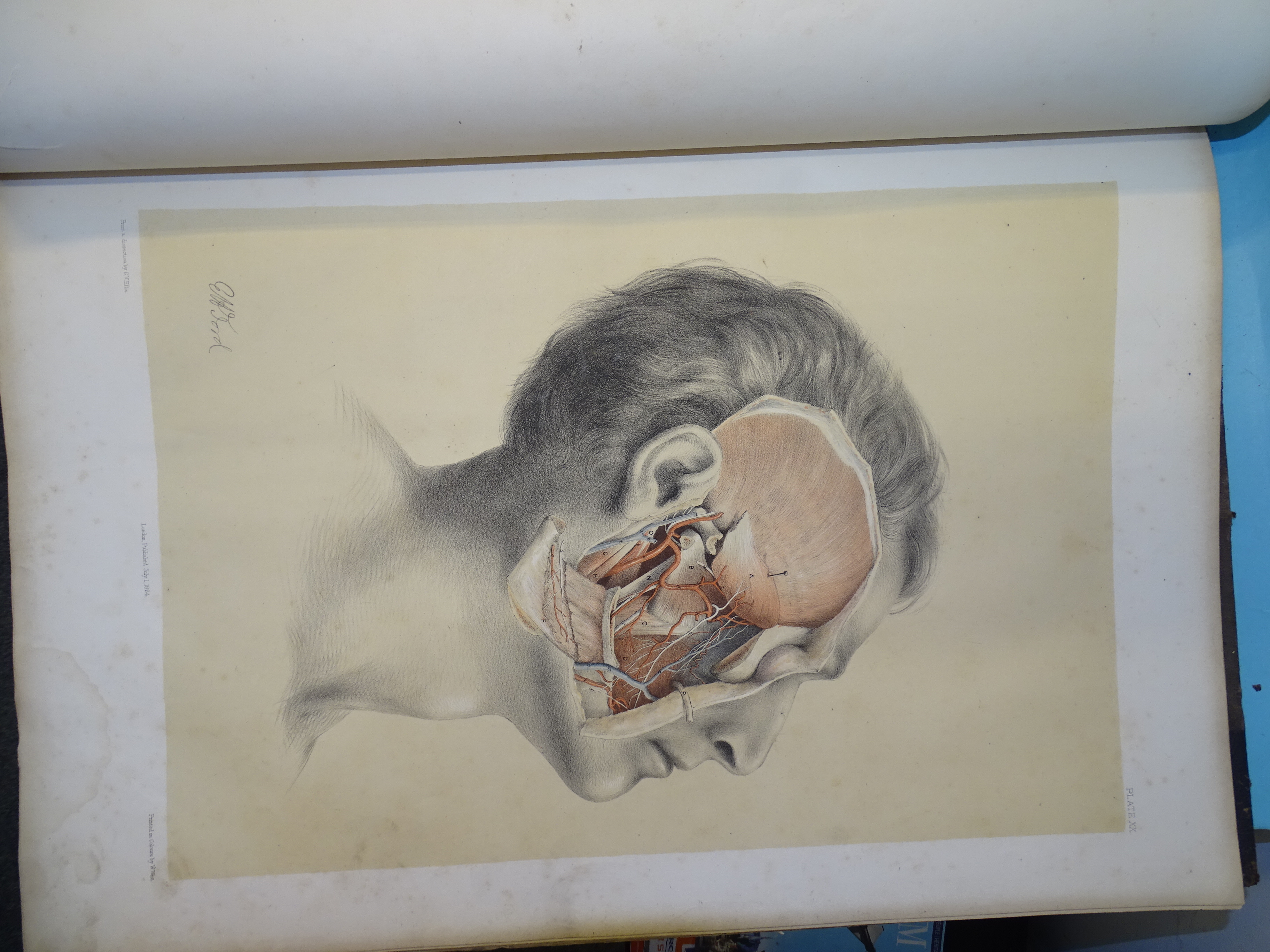 Ellis (George Viner) & Ford (G H), Illustrations of Dissections in a Series of Original Coloured - Image 6 of 9