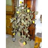 A wax pear tree in pot, 140cm high.