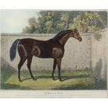 Charles Hunt (British, nineteenth century), 'Emilius'. Etching and aquatint. Framed and glazed.