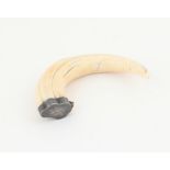 18th century wart hog tusk and white metal mounted snuff box, 9.5cm wide,