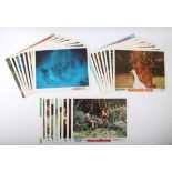 Walt Disney - Three Sets of US 11 x 14 inch lobby cards for 20,000 Leagues under the Sea (1963