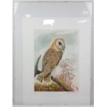 David Koster (1926-2014), young African Eagle Owls, Artists proof, signed and titled in pencil,