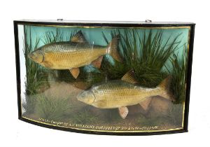Taxidermy pair of Roach in a bowed case, inscribed 'Roach - caught by A.C. WIlliams,