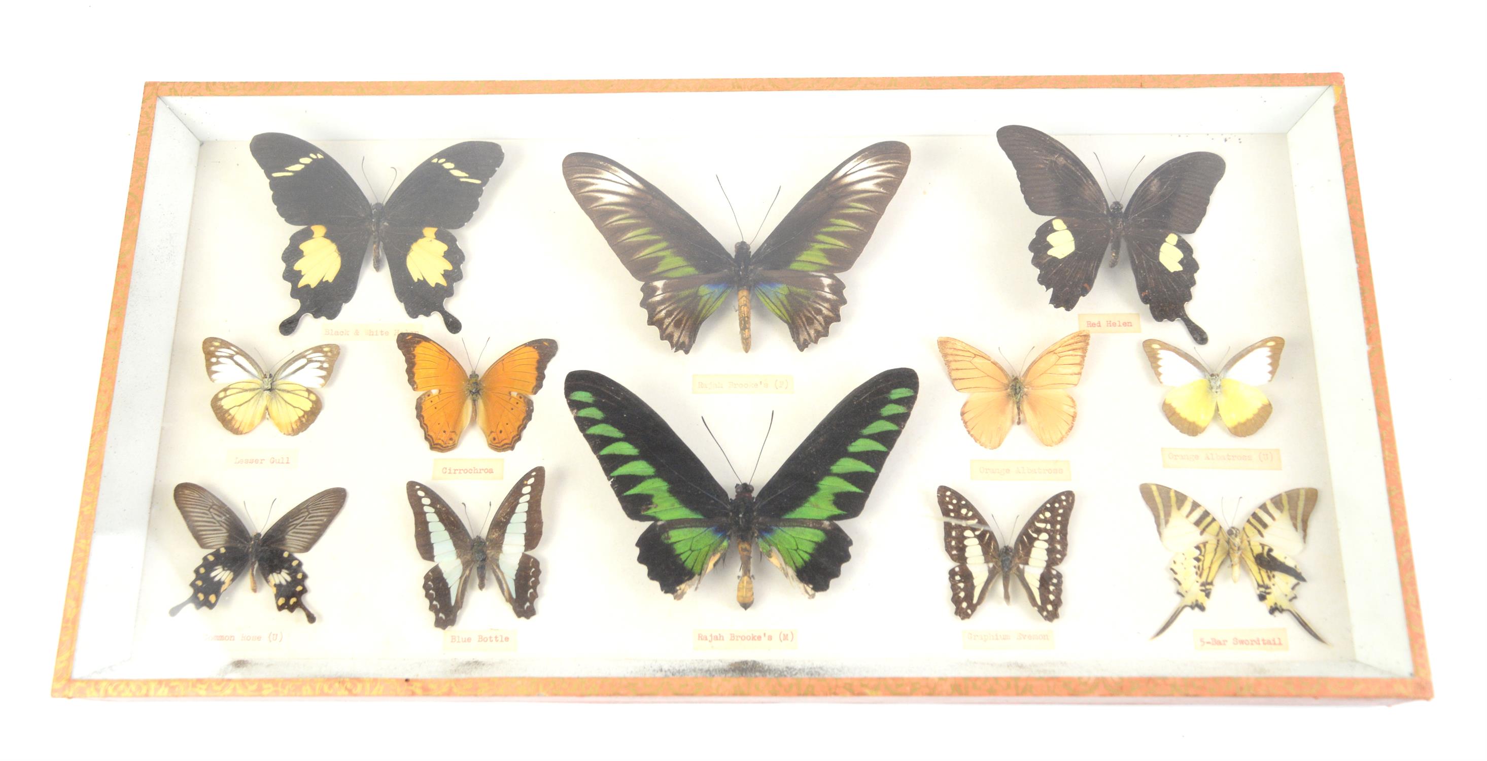 Collection of taxidermy butterflies, in glass fronted case, case size 25 x 51cm.