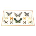 Collection of taxidermy butterflies, in glass fronted case, case size 25 x 51cm.