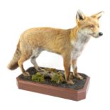 Taxidermy mounted full fox on naturalist base, by Medway Taxidermy