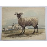 Nineteenth-century British School, study of a ram with other sheep to background, watercolour,