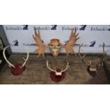 Three sets of mounted stag horns and mounted Elk horns, Elk horns 94cm at widest point, (4),