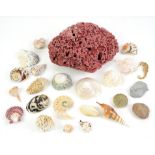 Collection of shells and coral, various sizes, to include a half Nautilus, clam and others (qty) 4