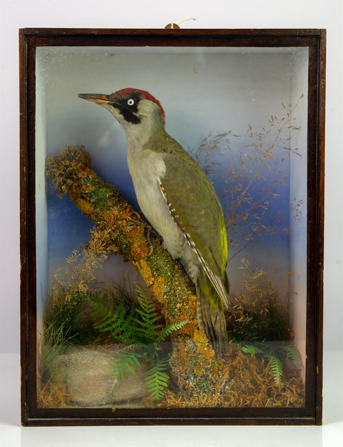 Taxidermy, Green woodpecker, cased, 38.5cm high x 29.5cm wide x 12.5cm deep