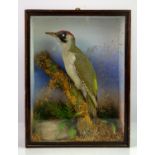Taxidermy, Green woodpecker, cased, 38.5cm high x 29.5cm wide x 12.5cm deep