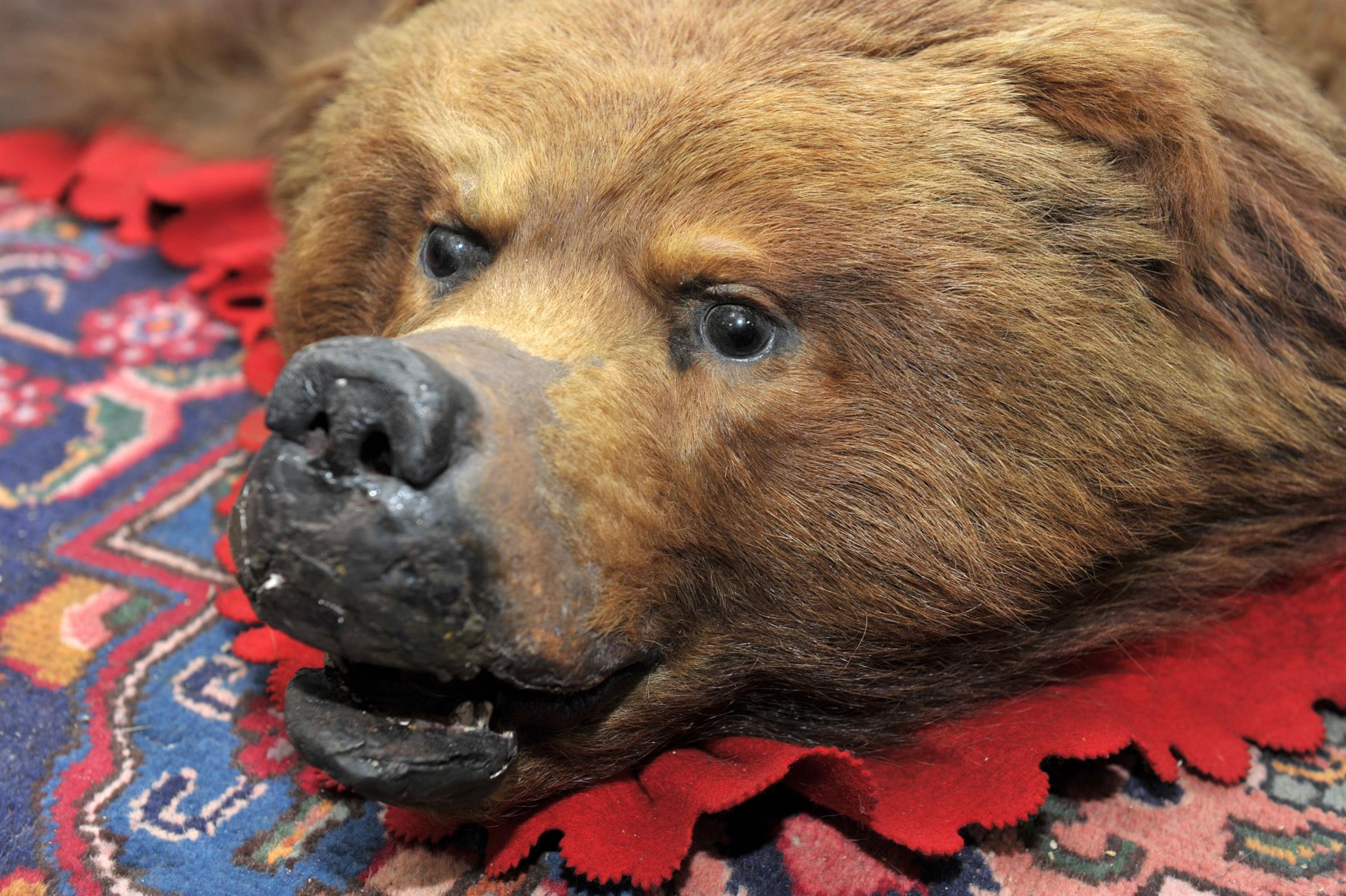 Full Russian brown bear skin, professionally re-backed, Circa 1915, 147cm x 163cm - Bild 2 aus 2