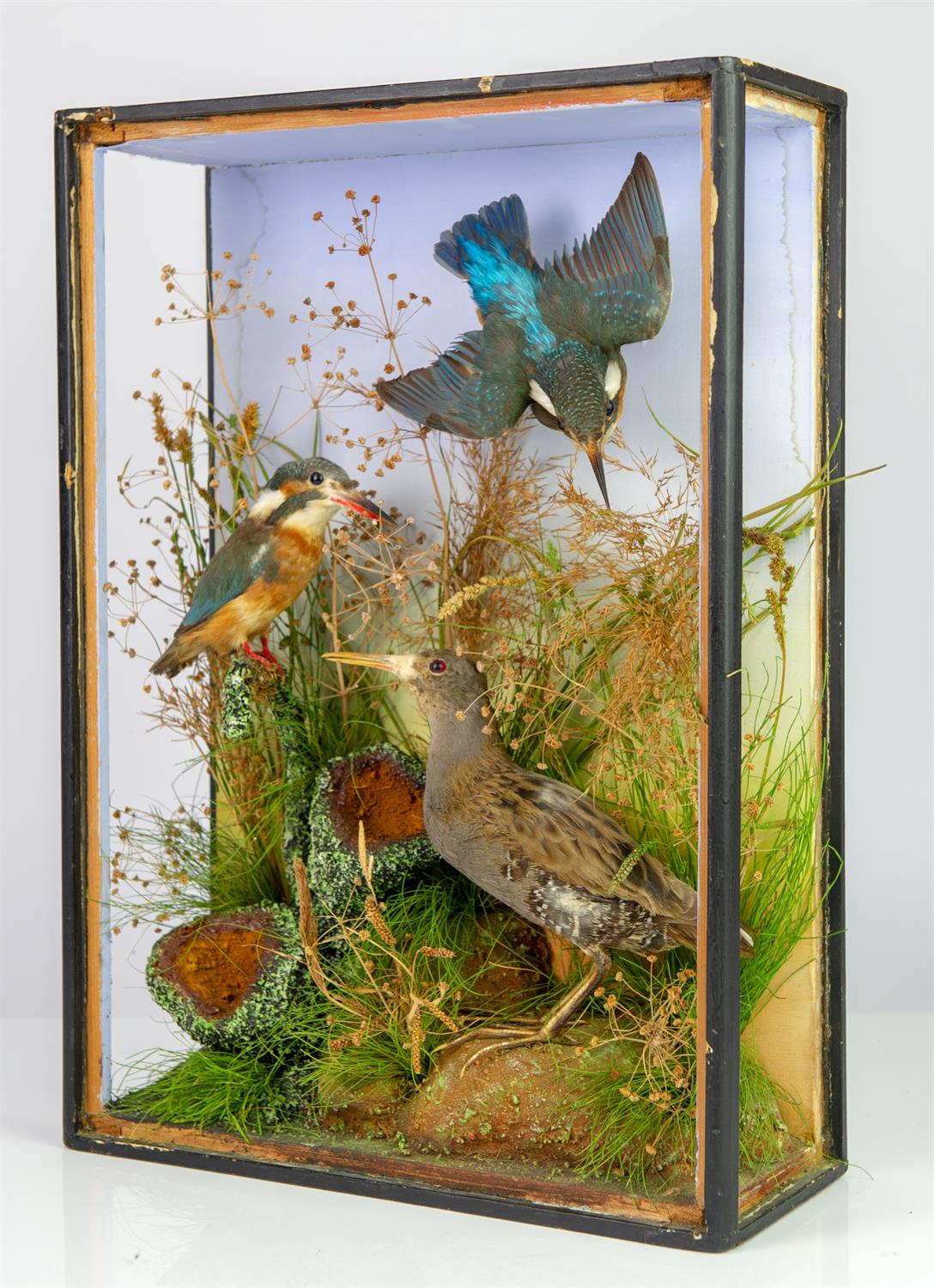 Taxidermy, Kingfishers, in case, lacking glass, 46cm high x 33cm wide x 12.5cm deep - Bild 2 aus 3