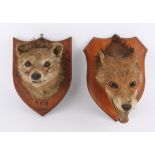 Victorian mounted fox mask, the plaque marked P. V. H. 1889, and another with a label for Allen &