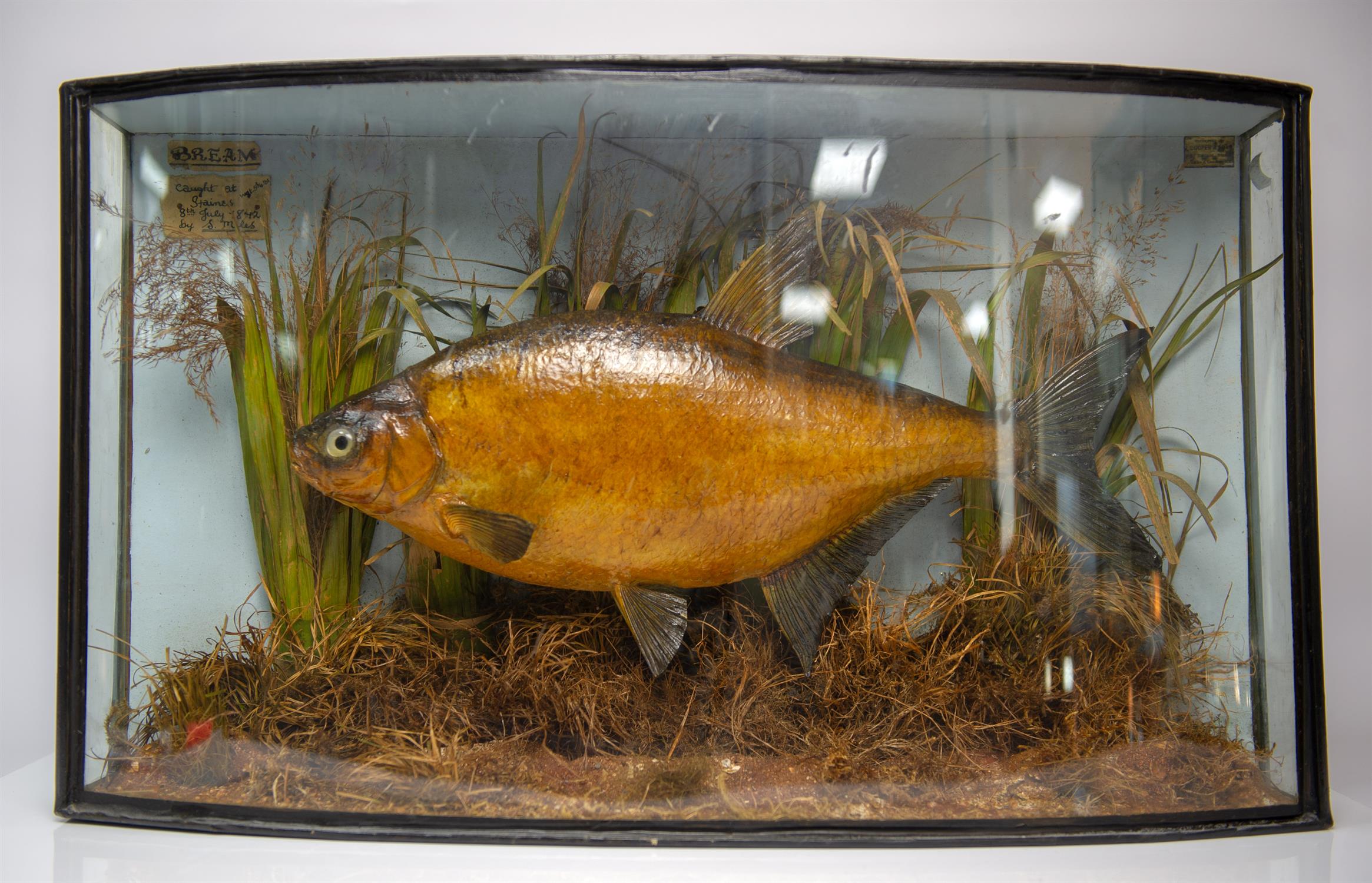 Taxidermy, Bream by J Cooper and Sons, labels to front, Caught at Staines, 8th July 1872 by Smiles,