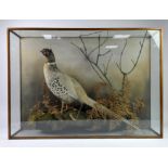 Taxidermy, A cased example of an Adult Pheasant. case size 85 cm length x 24 cm wide x 61 cm high.