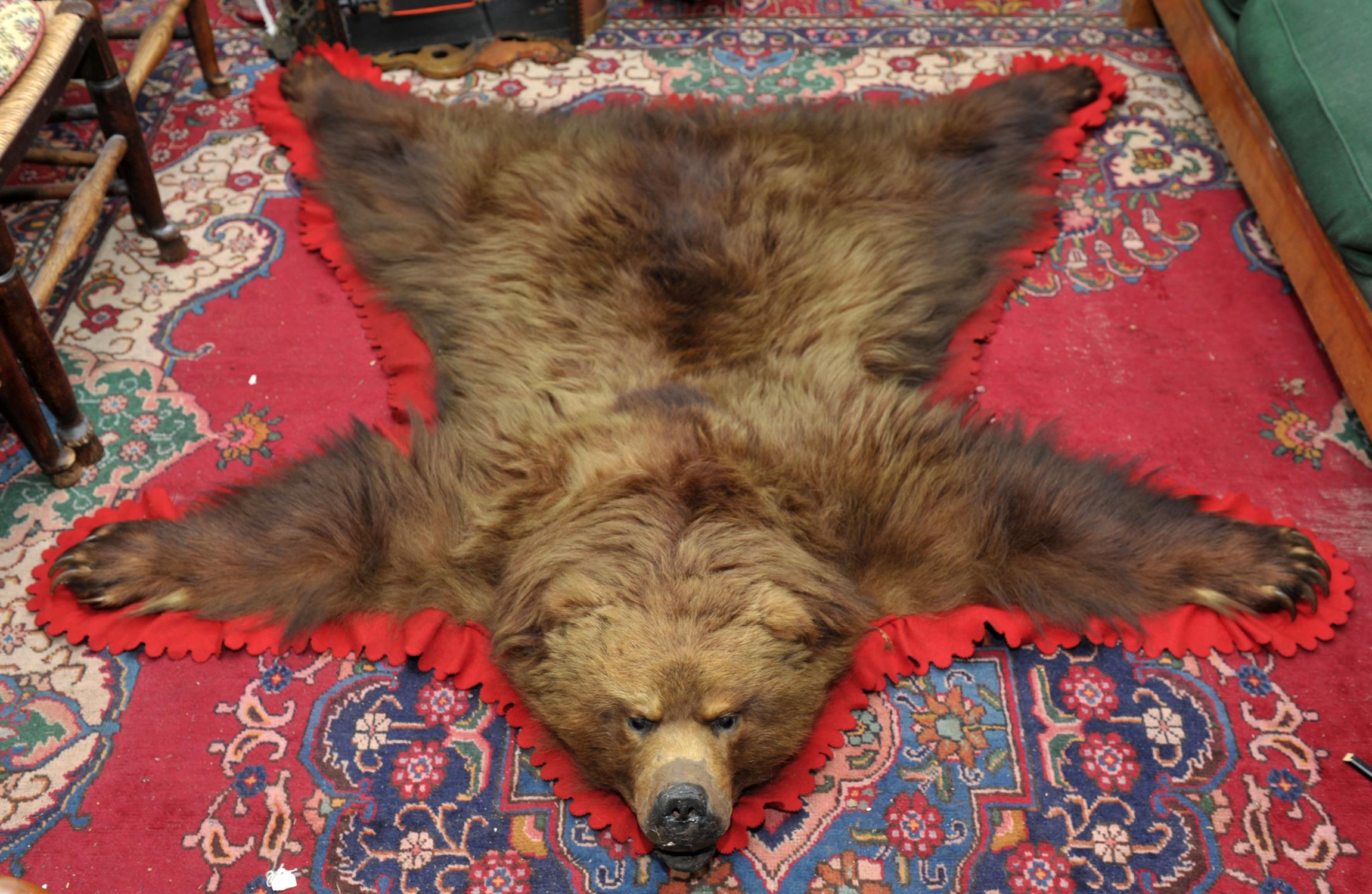 Full Russian brown bear skin, professionally re-backed, Circa 1915, 147cm x 163cm