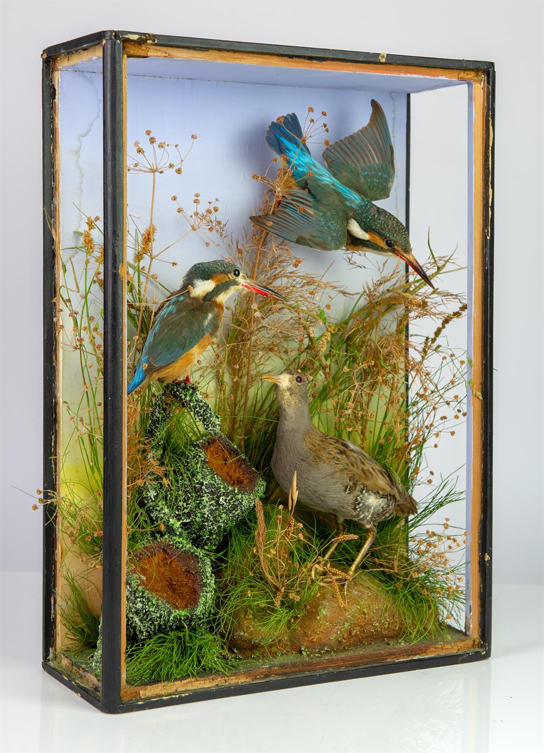 Taxidermy, Kingfishers, in case, lacking glass, 46cm high x 33cm wide x 12.5cm deep - Bild 3 aus 3