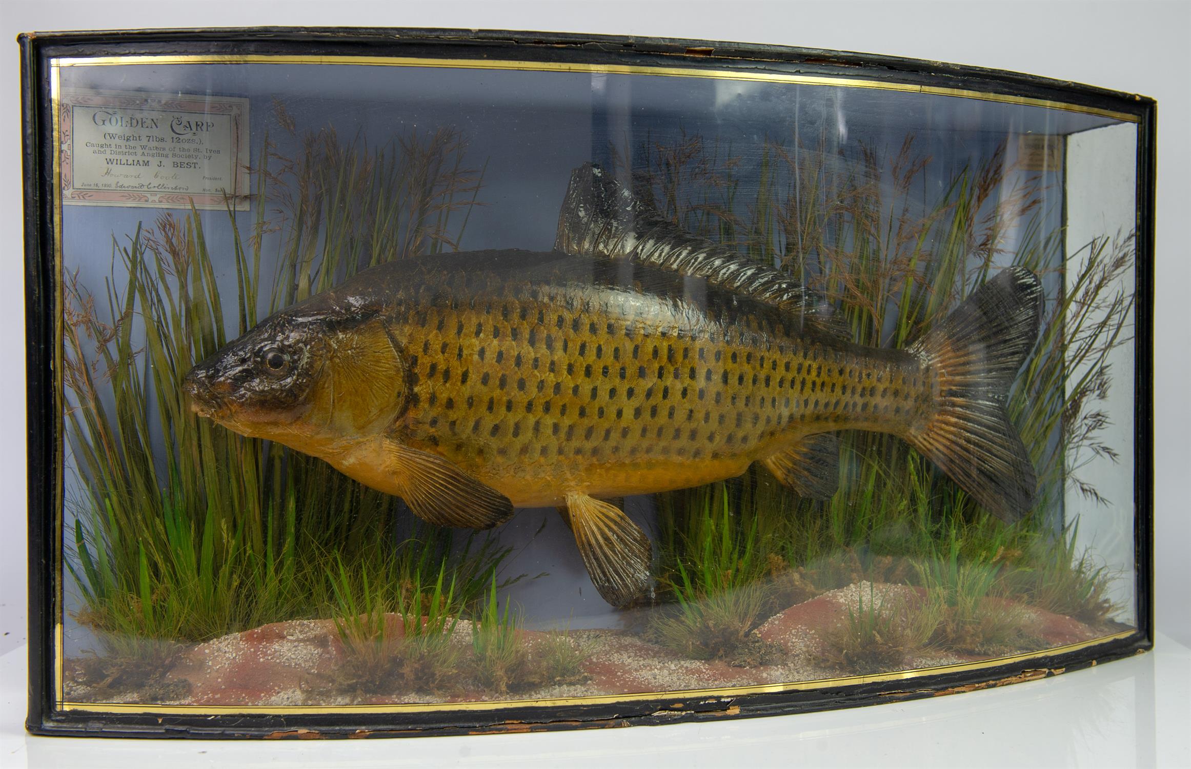 Taxidermy, Golden Carp by J Cooper and Sons, labels and titling to front, (weight 7lbs, - Bild 2 aus 3