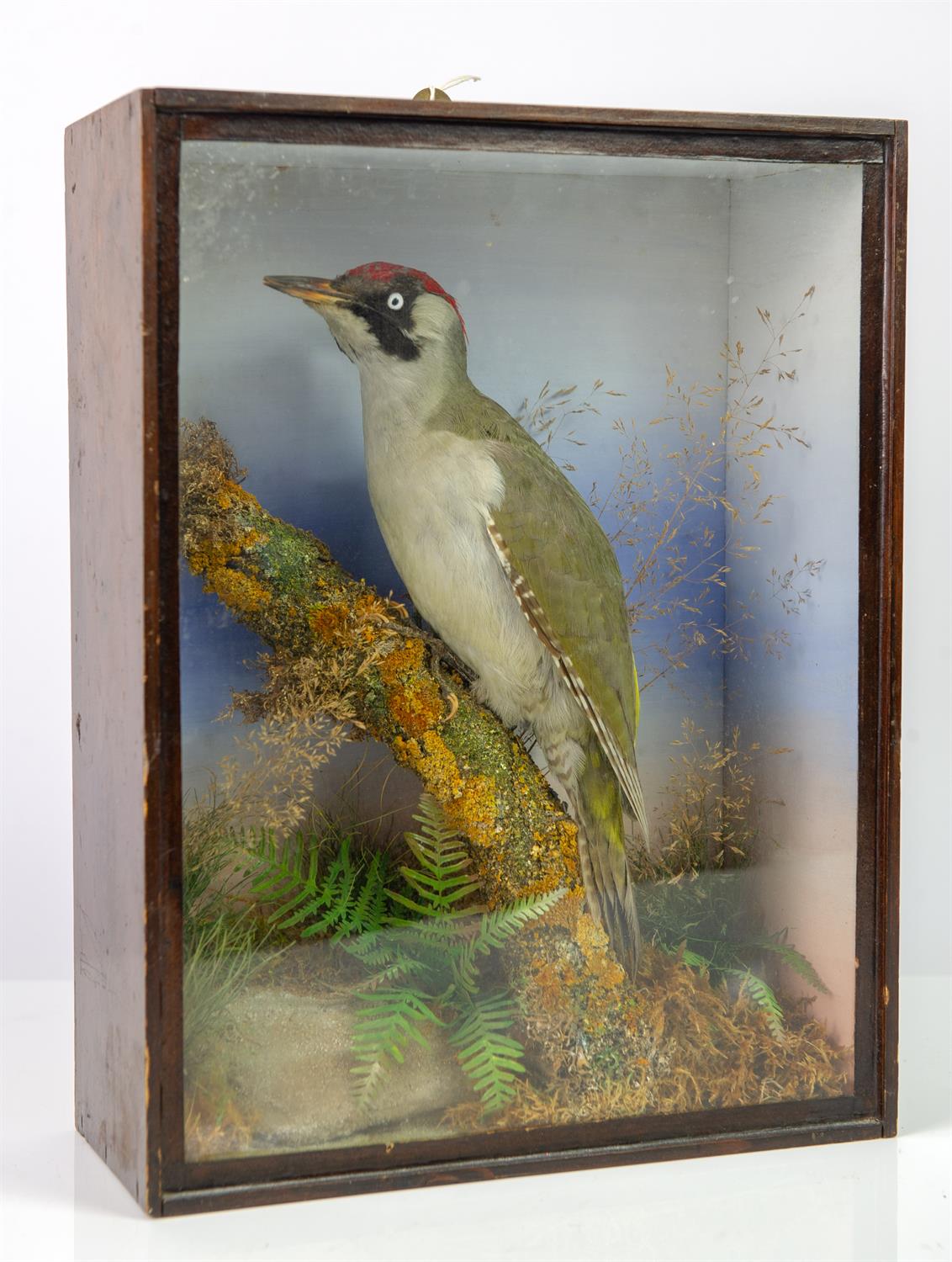 Taxidermy, Green woodpecker, cased, 38.5cm high x 29.5cm wide x 12.5cm deep - Bild 2 aus 3
